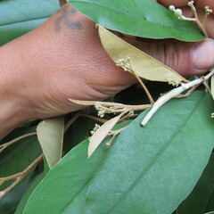 Angiospermae