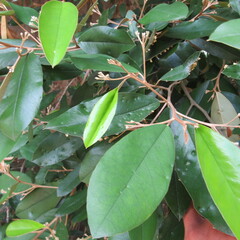 Angiospermae