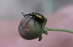 Haplorhynchites eximius