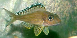 Xenotilapia papilio photo