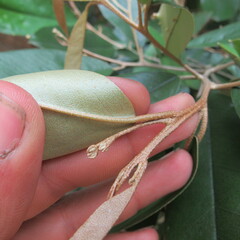 Angiospermae