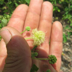 Mimosoideae