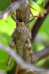 Orthoptera