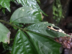 Thysanoptyx incurvata