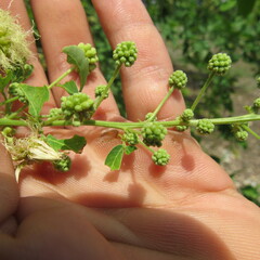 Mimosoideae
