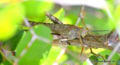 Orthoptera