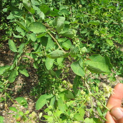 Mimosoideae