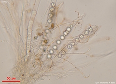 Pulvinula convexella