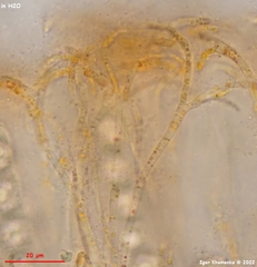 Pulvinula convexella