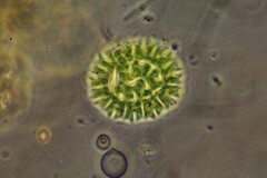 Pseudopediastrum boryanum