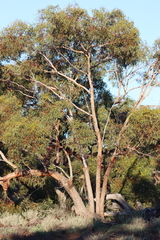 Eucalyptus dolichocera