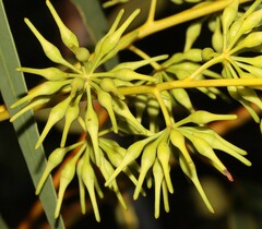Eucalyptus dolichocera