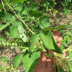 Mimosoideae