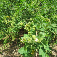 Mimosoideae