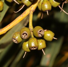 Eucalyptus dolichocera