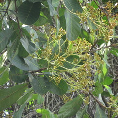 Anacardium