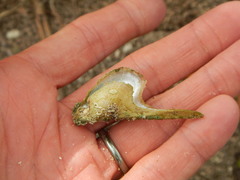 Pteria colymbus