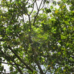Anacardium