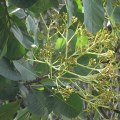 Anacardium