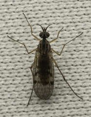 Anisopodidae