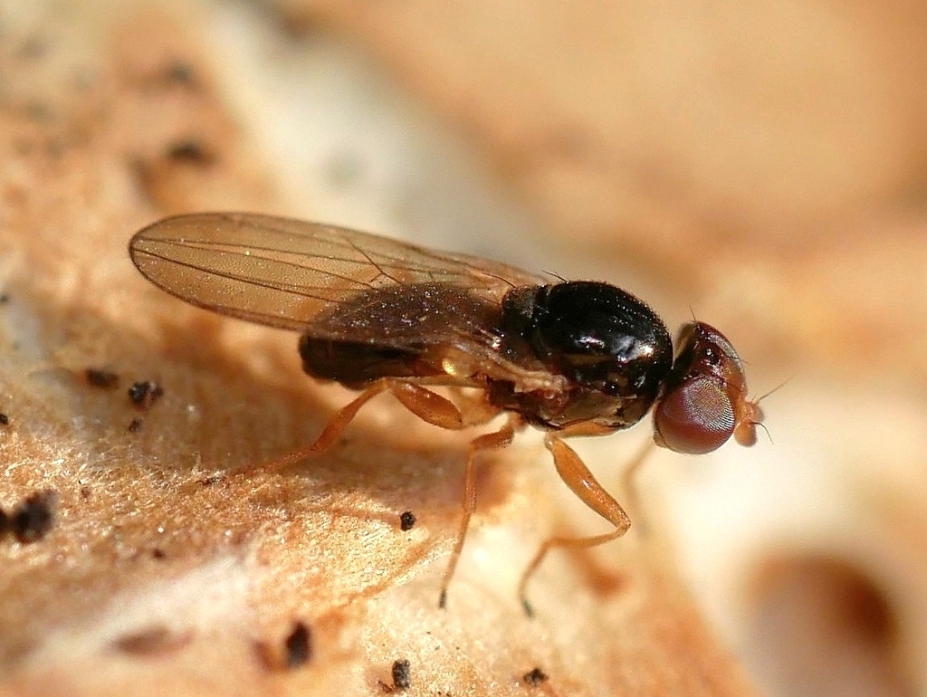 Leiomyza curvinervis