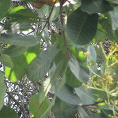 Anacardium