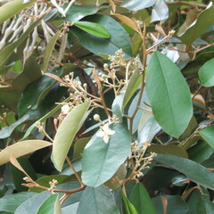 Quadrella