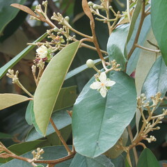 Quadrella