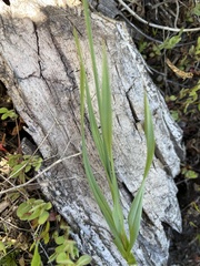 Juncus orthophyllus