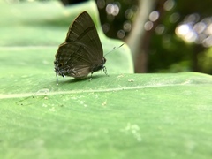 Rapala varuna formosana