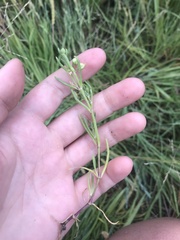 Spergularia canadensis