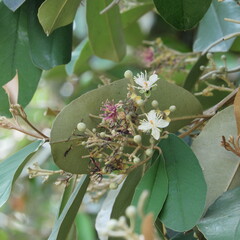 Quadrella