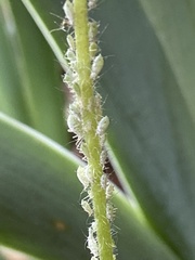 Macrosiphum albifrons
