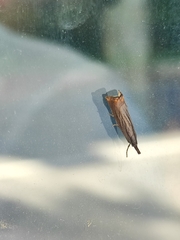 Chrysoteuchia culmella