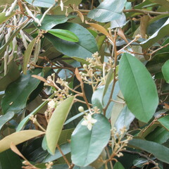 Quadrella