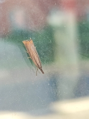 Chrysoteuchia culmella