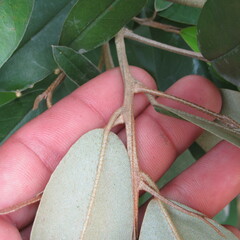 Quadrella
