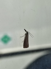Chrysoteuchia culmella