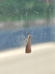 Chrysoteuchia culmella