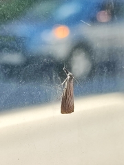 Chrysoteuchia culmella