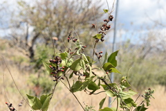 Rhynchosia precatoria