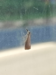 Chrysoteuchia culmella