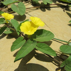 Camonea umbellata