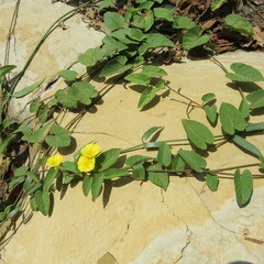 Camonea umbellata