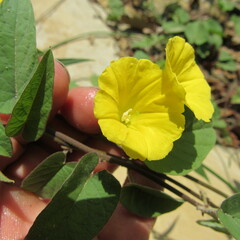 Camonea umbellata