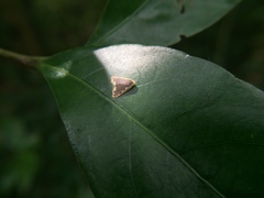 Diduga taiwana