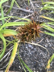 Carex macrocephala