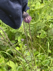 Cirsium schantarense