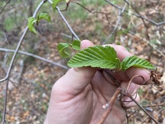 Alnus oblongifolia