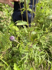 Cirsium schantarense